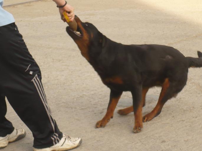 TYRA - CAINI-ROTTWEILER-FEMELA-Tyra v hause onul