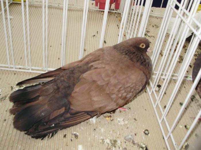 orbet 1 - 1506 2 porumbei rz