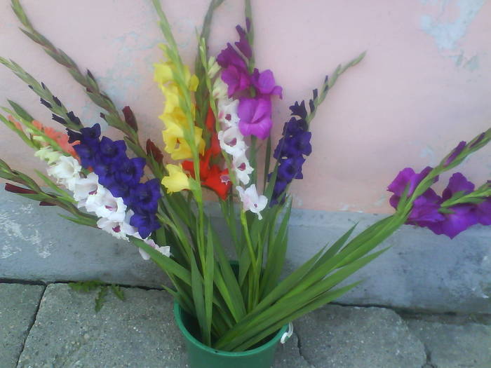 DSC00378 - gladiole 50 culori- bulbii de vanzare