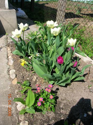 lalele 1 - flori de primavara si pisici