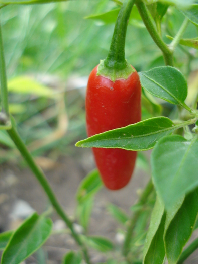 Serrano Tampiqueno (2009, Aug.20) - Serrano Tampiqueno Pepper