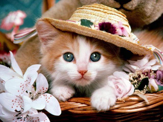 Cat_Wallpaper__Poze_Pisicute_18