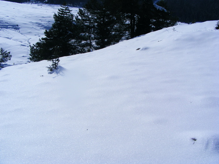 DSCF6951