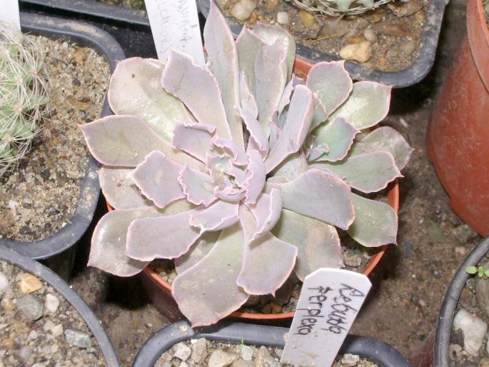 Echeveria shaviana fma. rubra