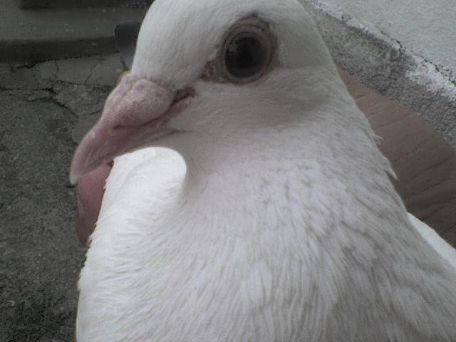 D418 - porumbeii pe care i-am avut