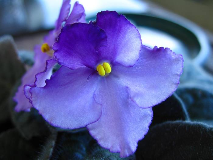 VAFR1 - Violete Africane flowers