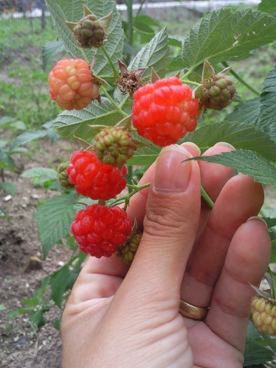 zmeura din butasi , iunie 2009 - Pomi fructiferi fructe si arbusti