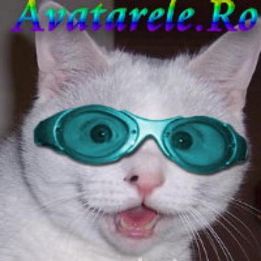 AAPSQEMALMJQXOFBDKD[1] - poze avatare animalae