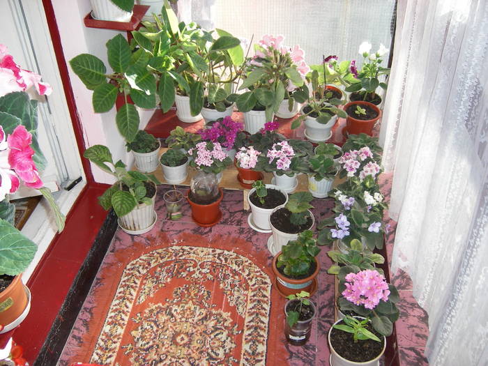 Flori-2009