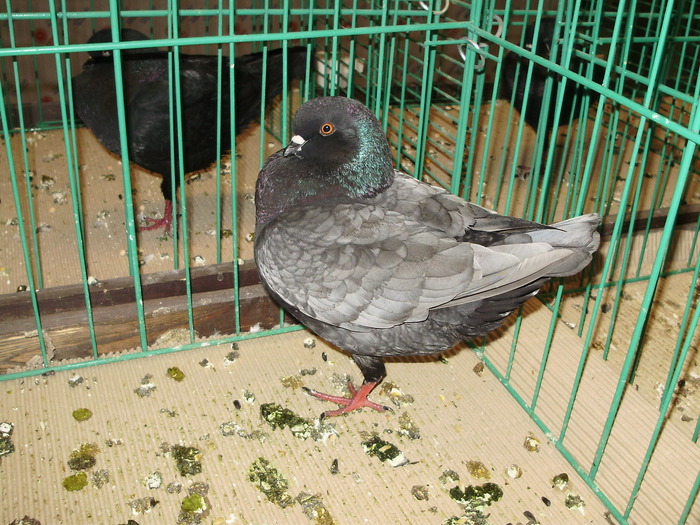 7515 mg 1 - 1507 partea 2