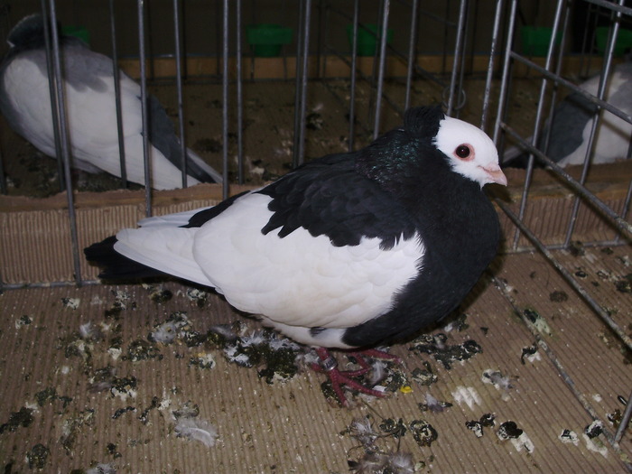 11319 kr 1 - 1507 partea 6b