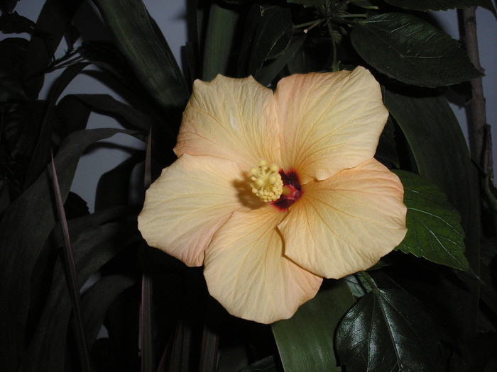 hibiscusul galben