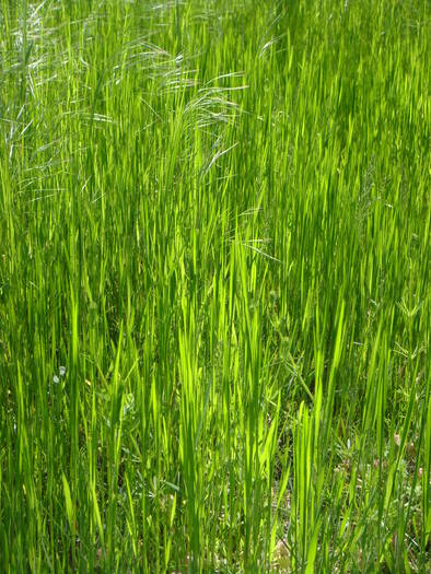 007 - la iarba verde 09 mai 2009