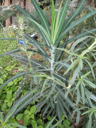 Euphorbie de gradina - 31.10 - plante de exterior - 2009 - 2010