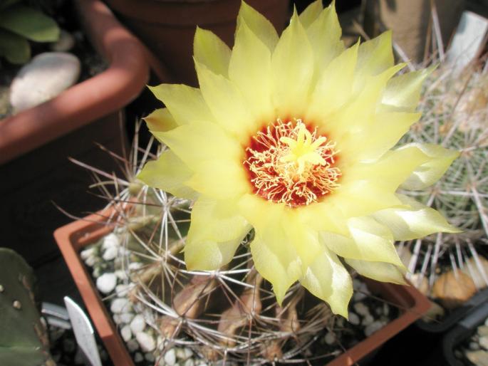 Hamatocactus setispinus