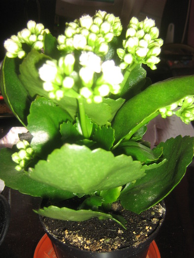 IMG_2429; kalanchoe alb involt
