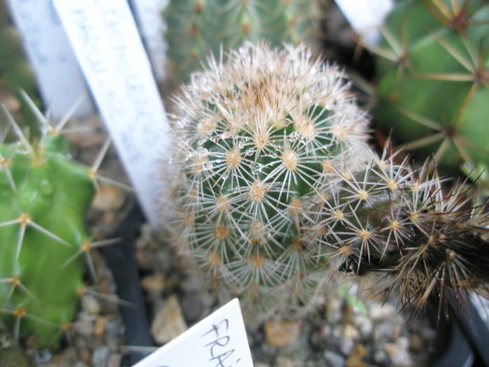 Echinocereus fitckii - fruct 12.07 - FRUCTE de cactusi si suculente