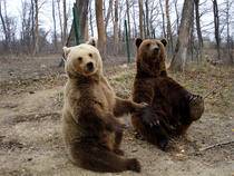 image-2008-12-29-5291496-46-doi-ursi-din-rezervatia-zarnesti - poze cu ursuleti