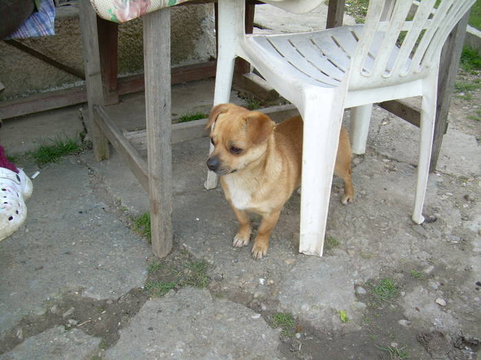 15.03.2009 030; paza porumbeilor

