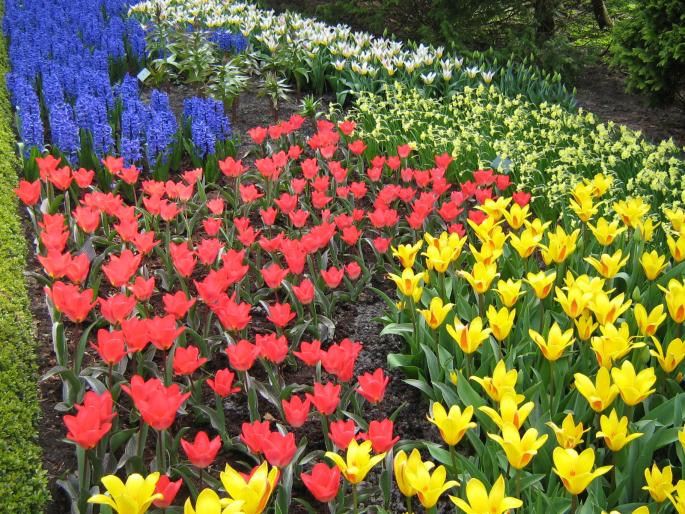 IMG_3407 - Keukenhof 2008