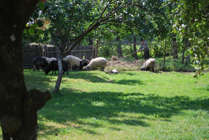 Mm 586; vecinul lui nenea Ion
