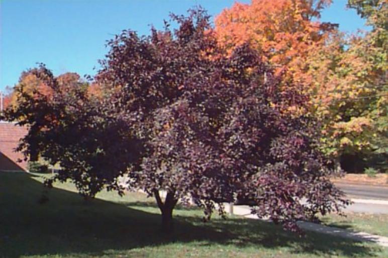 CORCODUS-PRUNUS CERASIFERA