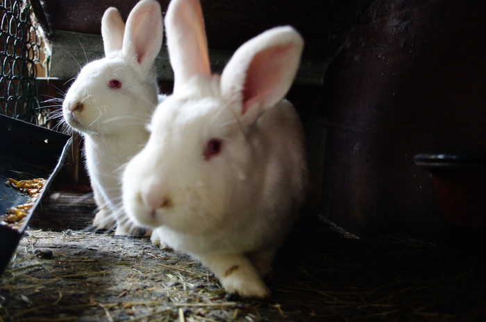 SG204323; FEMELE MATCA
