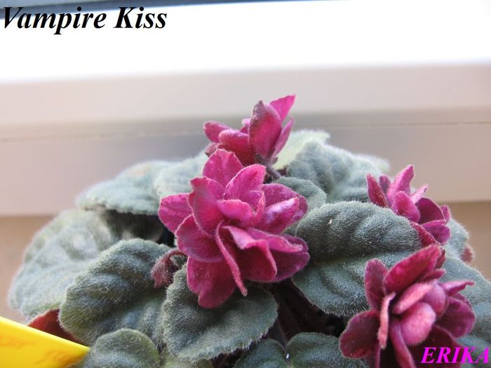 Vampire Kiss 2009 szept 3