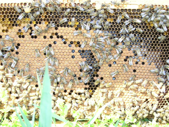 P4071948 - Majevic profesional apicultor