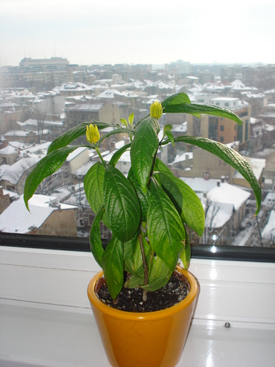 PACHISTAKIS,DE LA MERYLOU,INFLORESTE!!!