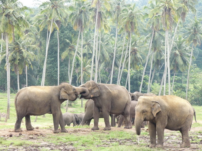 elefanti-ofelinatul-de-elefanti-din-srilanka - elefanti