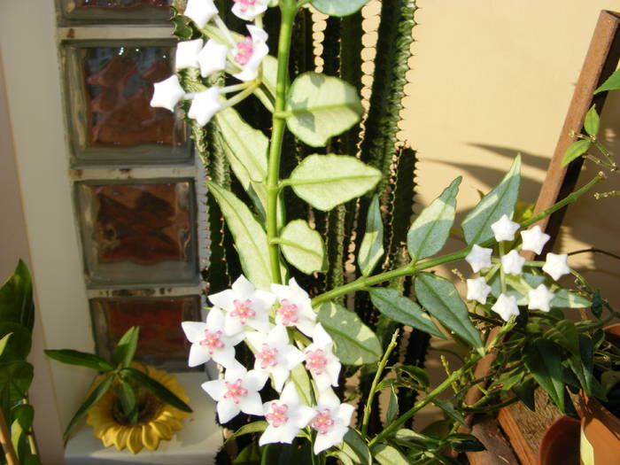 Hoya - flori si animale 2009