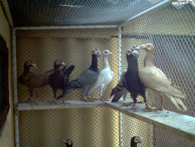 12 - porumbei carieri - 2007