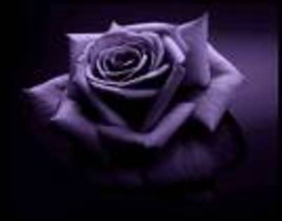 I57I57 - Purple rose
