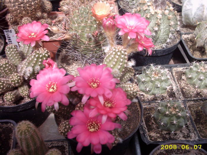 27-Chamaelobivia hb. - cactusi