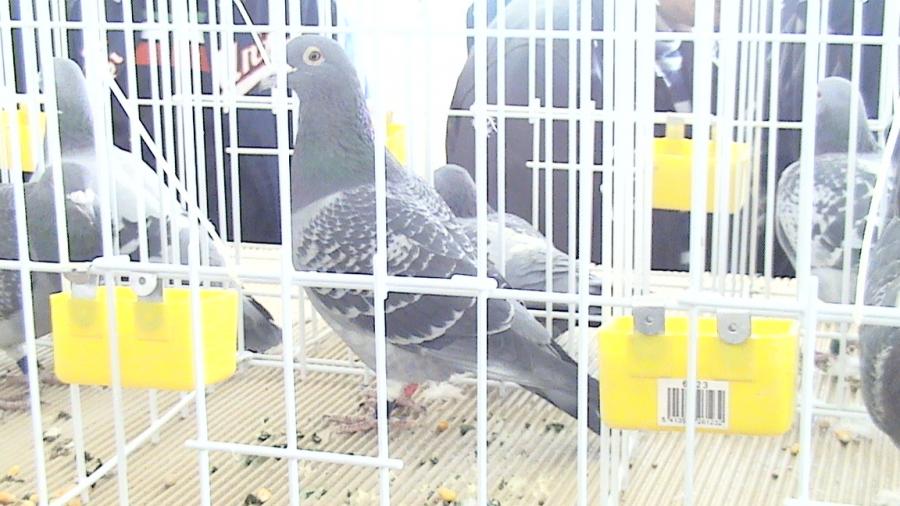 Copy (2) of Picture 997 - balcaniada targoviste 2008