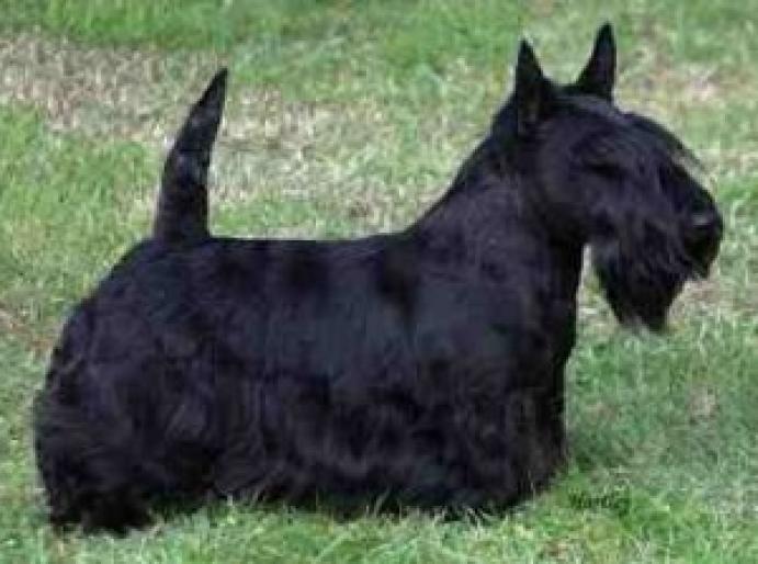 SCOTTISH TERRIER NEGRU - RASE CAINI