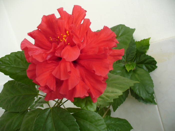 hibiscus (trandafir japonez)