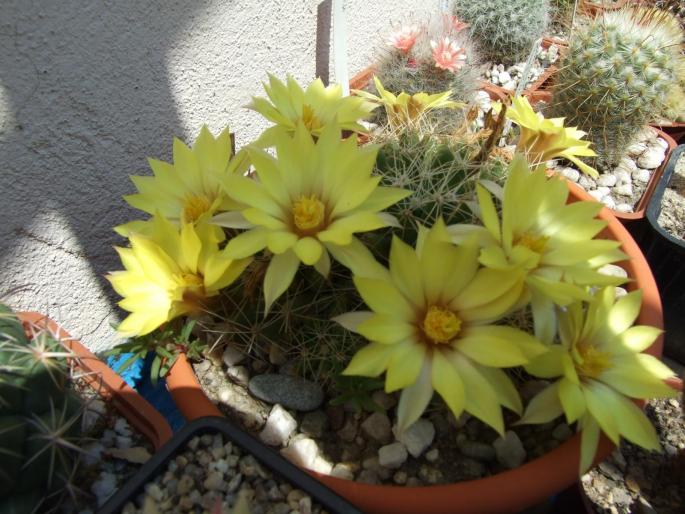 Dolichothele longimamma - CACTUSI - ANUL 2008