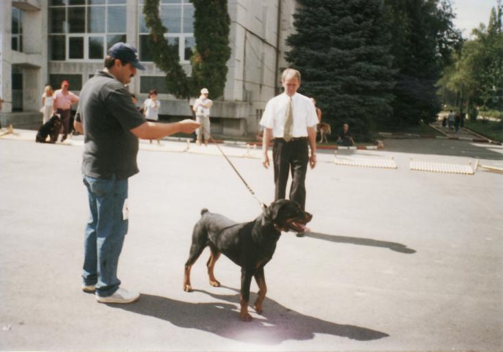 BUCURESTI 2003-EXC2-PONGO - CAINI-EXPOZITI CANINE