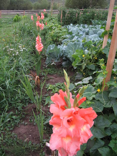 Gladiole - Flori de gradina