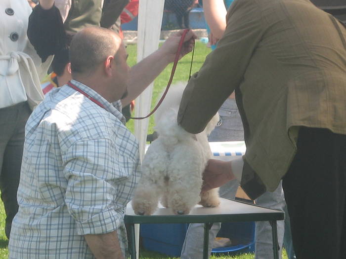 IMG_4789 - bichon frise