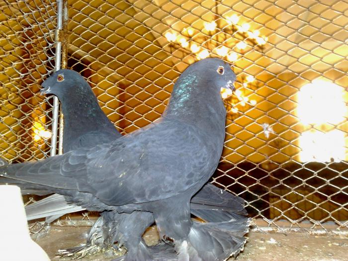 2009-02-14_10-59-50_140220091097