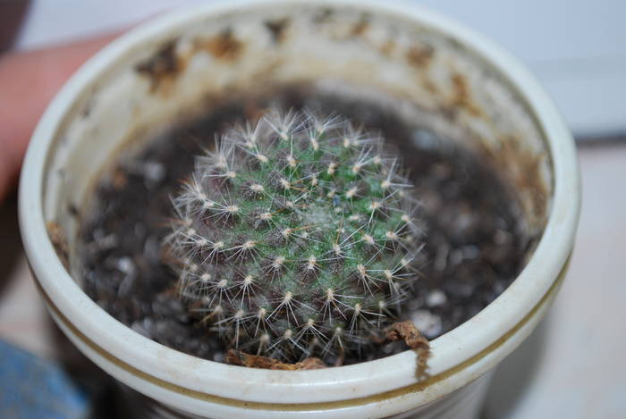 rebutia - Cactusii mei