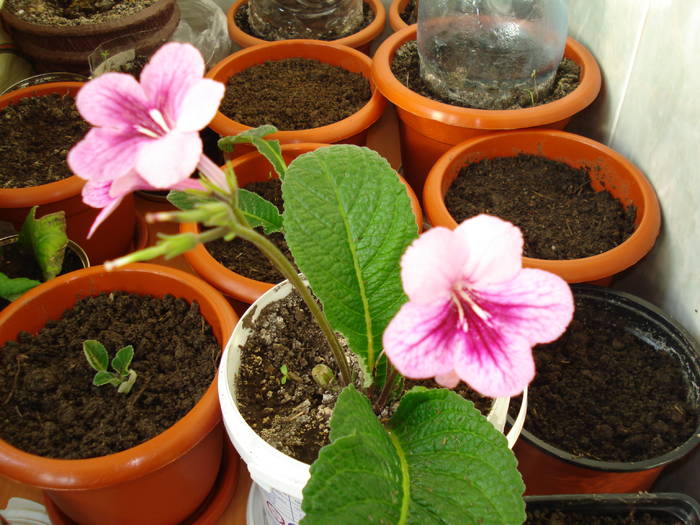 streptocarpus - STREPTOCARPUS 2009-2010