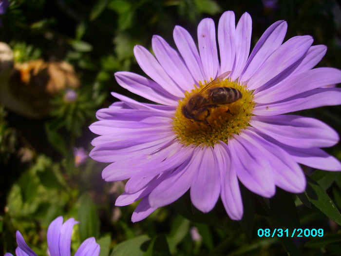 IMG_8572 - insecte si flori