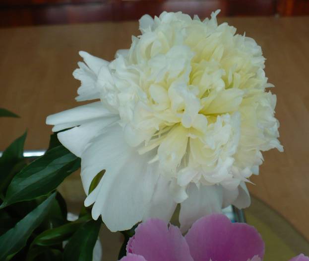 P1120560 - flori diverse