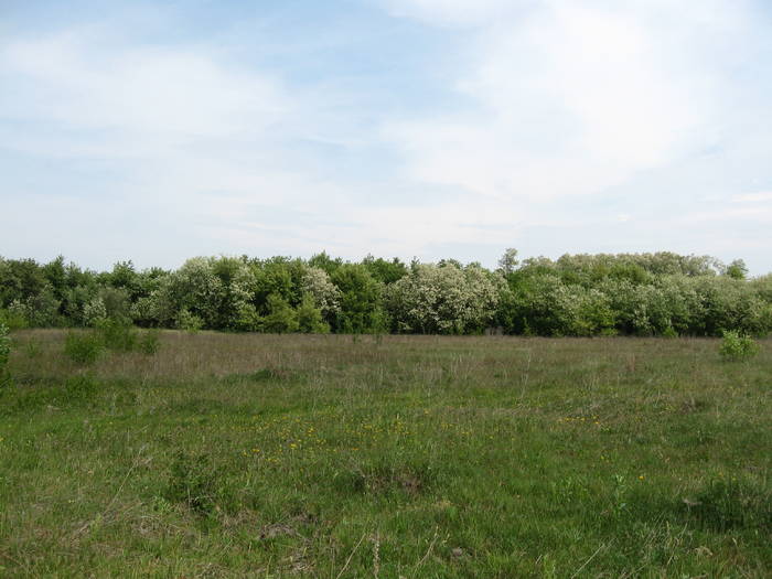 IMG_3462 - salcim I si II 2009