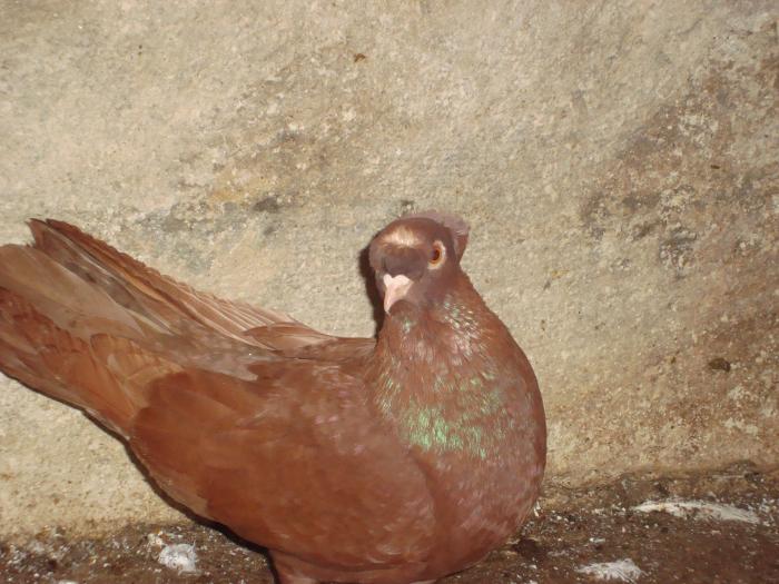 porumbita rosie cu 2moturi - mai multe rase de porumbei