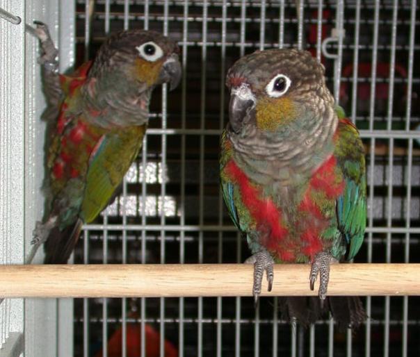 2005 11-28 ANA Crimson Bellied Conures 4 Molting